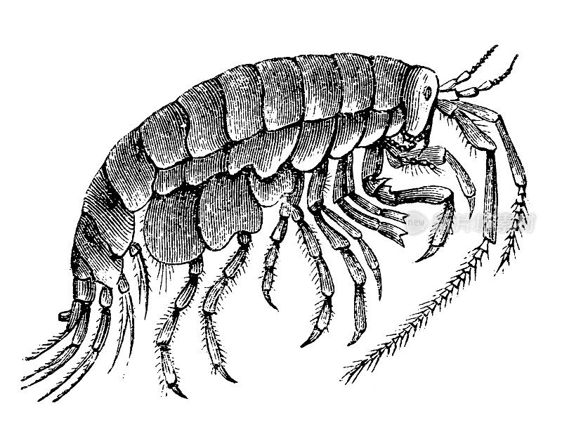 沙蚤Talitrus saltator是一种沙蚤，是一种常见的片足类甲壳类动物，分布在欧洲的沙质海岸
